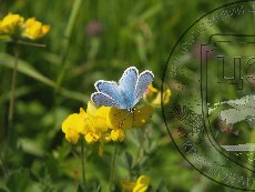 Голубянка меотическая 003